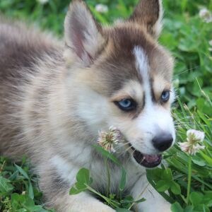 Pomsky Puppy Thingamabob