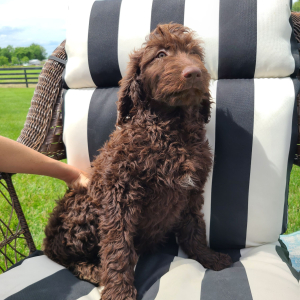 Labradoodle Puppy Betsy