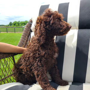 Labradoodle Puppy Betsy