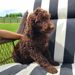 Labradoodle Puppy Betsy