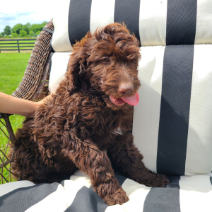 Labradoodle Puppy Betsy