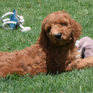 Poodle Puppy Radar