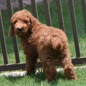 Poodle Puppy Radar