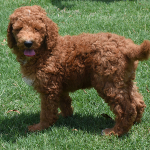 Poodle Puppy Radar