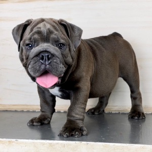 Bulldog Puppy Anthony