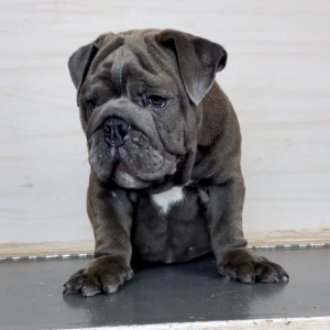 Bulldog Puppy Anthony