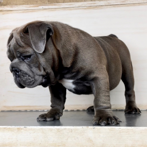 Bulldog Puppy Anthony
