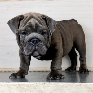 Bulldog Puppy Anthony