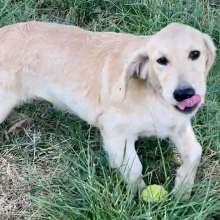 Golden Retriever Puppy Tressa