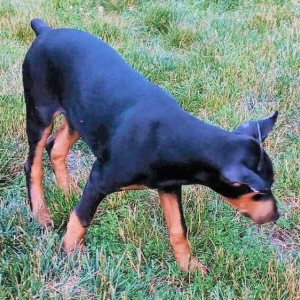Doberman Pinscher Puppy Gunner