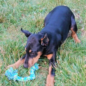 Doberman Pinscher Puppy Gunner