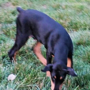 Doberman Pinscher Puppy Gunner