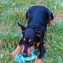 Doberman Pinscher Puppy Gunner