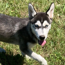 Siberian Husky Puppy Jagger