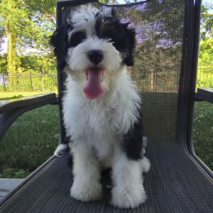 Bernedoodle Puppy Pixie