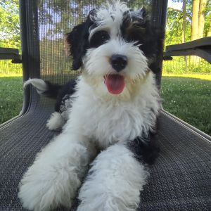 Bernedoodle Puppy Pixie