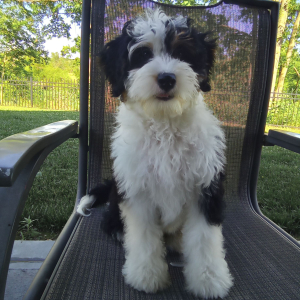 Bernedoodle Puppy Pixie