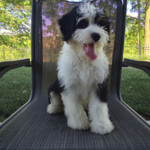 Bernedoodle Puppy Pixie