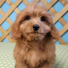 Cavapoo Puppy Sheldon