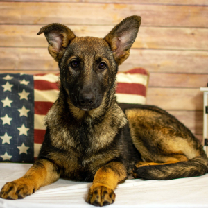 German Shepherd Dog Puppy Wren