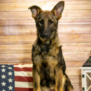 German Shepherd Dog Puppy Wren