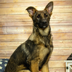 German Shepherd Dog Puppy Wren