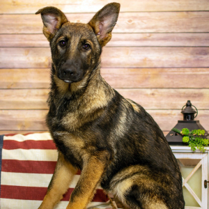 German Shepherd Dog Puppy Wren