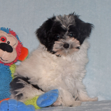 Miniature Schnauzer Puppy Laurel