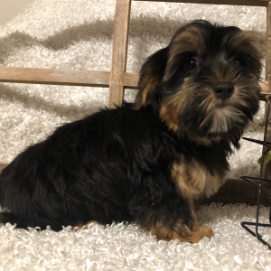 Yorkshire Terrier Puppy Puddles