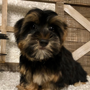 Yorkshire Terrier Puppy Puddles