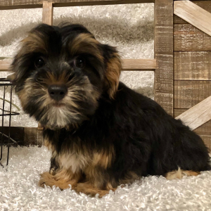 Yorkshire Terrier Puppy Puddles