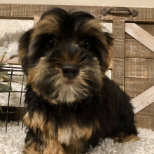 Yorkshire Terrier Puppy Puddles