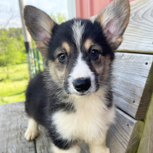 Pembroke Welsh Corgi Puppy Donny