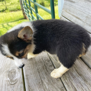 Pembroke Welsh Corgi Puppy Donny