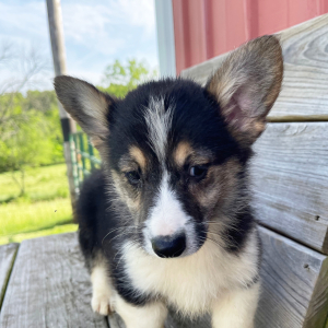 Pembroke Welsh Corgi Puppy Donny