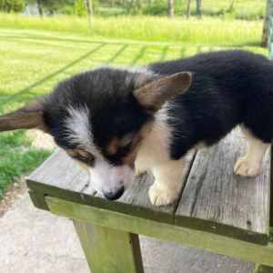 Pembroke Welsh Corgi Puppy Donny