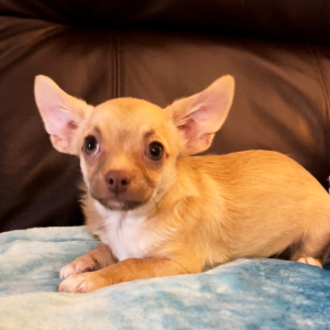 Chihuahua Puppy Sully
