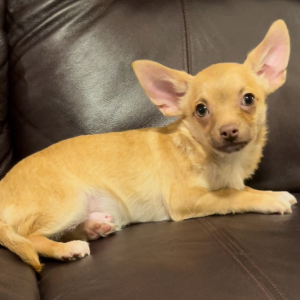 Chihuahua Puppy Sully