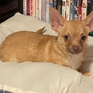 Chihuahua Puppy Sully