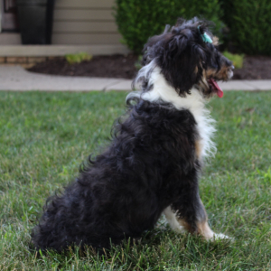 Bernedoodle Puppy Kate
