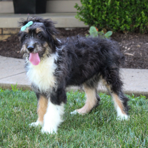 Bernedoodle Puppy Kate