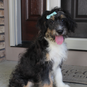Bernedoodle Puppy Kate
