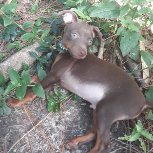 Miniature Pinscher Puppy Spike