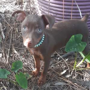 Miniature Pinscher Puppy Spike
