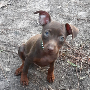 Miniature Pinscher Puppy Spike
