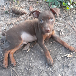 Miniature Pinscher Puppy Spike