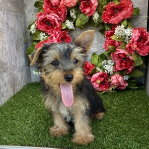 Yorkshire Terrier Puppy Darla
