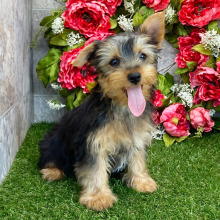 Yorkshire Terrier Puppy Darla