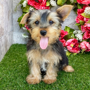 Yorkshire Terrier Puppy Darla