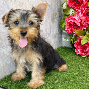 Yorkshire Terrier Puppy Darla